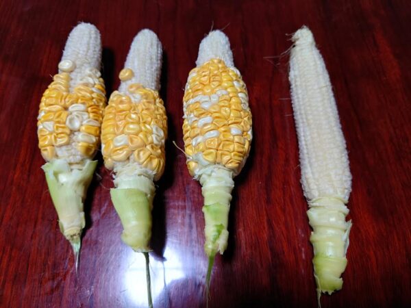 🌽来年再挑戦